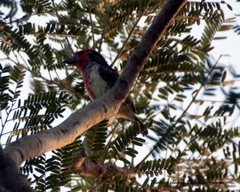 Lybius vieilloti