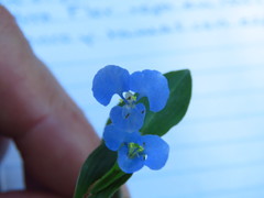 Commelina diffusa diffusa