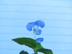 Commelina diffusa diffusa
