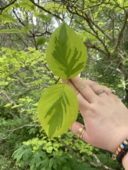 Cornus florida rubra