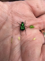 Trichiotinus lunulatus