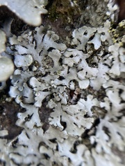 Phaeophyscia orbicularis