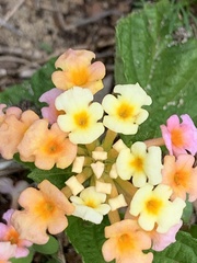 Lantana camara image