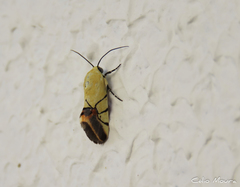 Eusceptis irretita