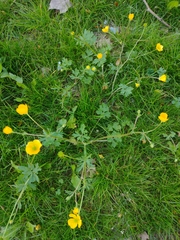 Ranunculus bulbosus