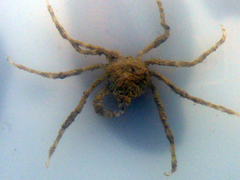 Pyromaia tuberculata