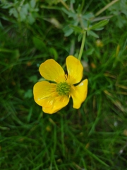 Ranunculus bulbosus
