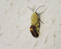 Eusceptis irretita