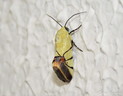 Eusceptis irretita