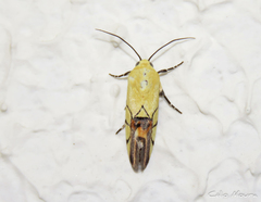 Eusceptis irretita