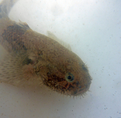 Tridentiger barbatus