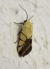 Eusceptis irretita
