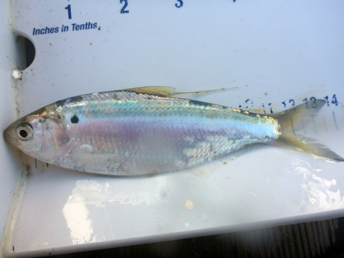 Threadfin Shad