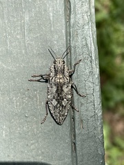 Chrysochroini