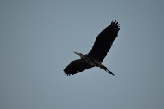 Ardea cinerea