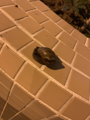 Lissachatina immaculata