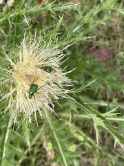 Trichiotinus lunulatus