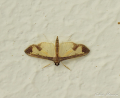 Mesocondyla dardusalis