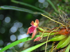 Maxillaria meleagris