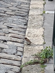 Passer domesticus