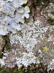 Phaeophyscia orbicularis