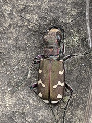 Cicindela soluta