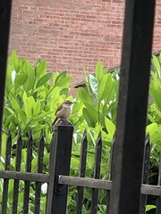 Thryothorus ludovicianus