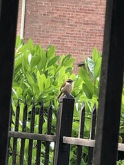 Thryothorus ludovicianus