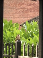 Thryothorus ludovicianus