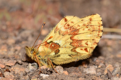 Boloria alaskensis halli
