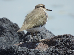 Actitis hypoleucos