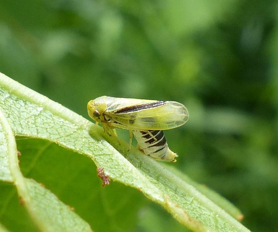 Oncopsis variabilis