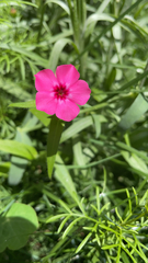 Phlox drummondii