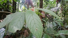 Columnea purpurata