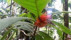Columnea purpurata
