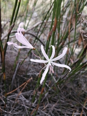 Nerine humilis