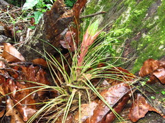 Tillandsia punctulata