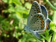 Plebejus samuelis