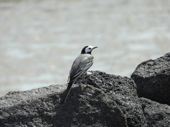Motacilla alba
