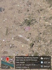 Pelagia noctiluca