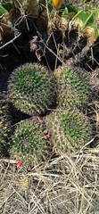 Mammillaria karwinskiana karwinskiana