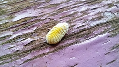 Marchalina hellenica