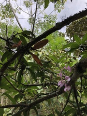 Comparettia macroplectron