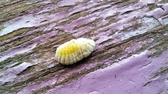 Marchalina hellenica