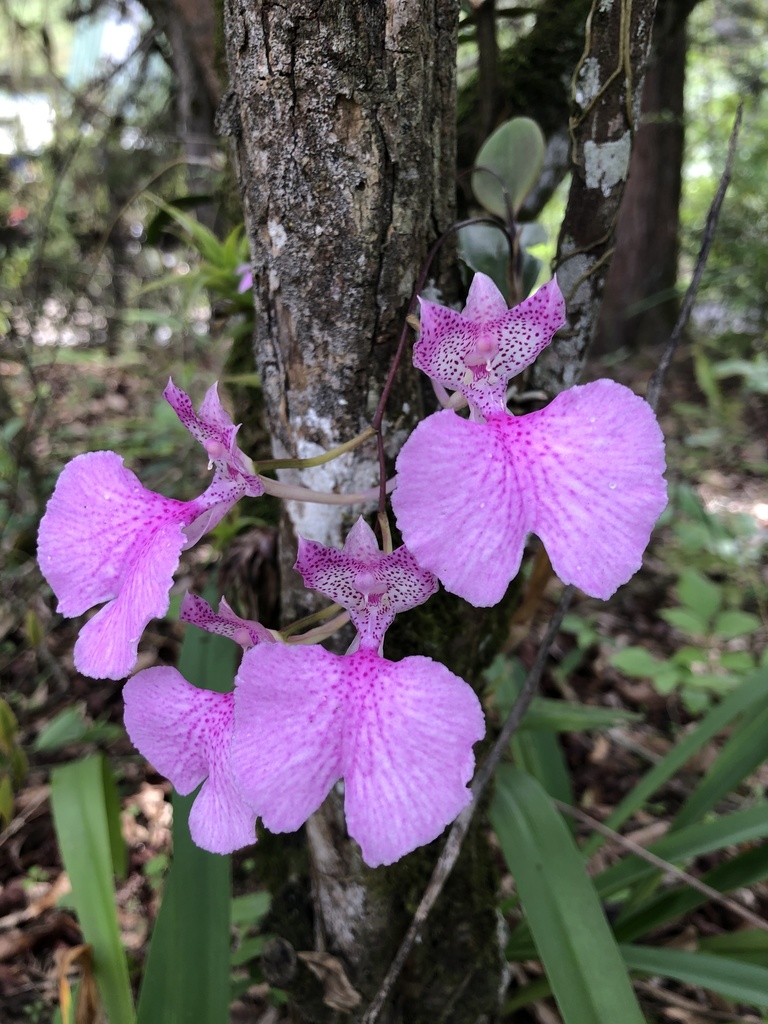 Comparettia macroplectron