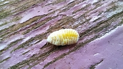 Marchalina hellenica