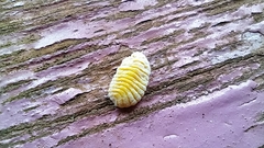 Marchalina hellenica