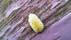 Marchalina hellenica