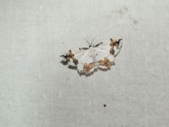 Eversmannia exornata