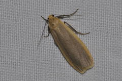Eilema depressa
